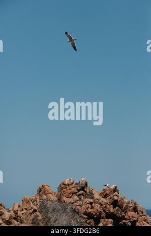 A single seagull flies over a rocky coast Stock Photo