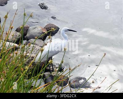 Little egret Egret garzetta standing on rocky shoreline by the water Stock Photo