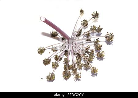 Dried Angelica archangelica seed head with stem isolated on white background Stock Photo