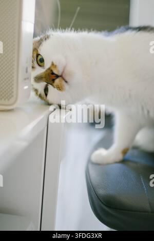 Curious cat peeking over edge of white desk Stock Photo