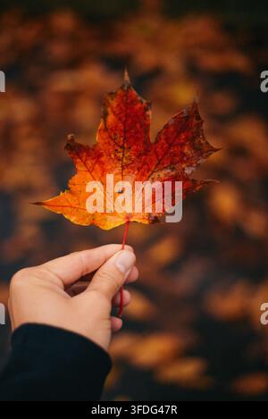 A person holds up a single autumn maple leaf Stock Photo