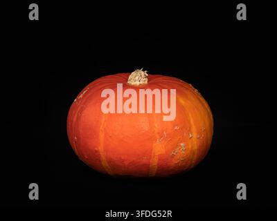 Single bright orange Hokkaido pumpkin isolated on solid black background, ideal studio shot for halloween graphic design and seasonal food layout Stock Photo