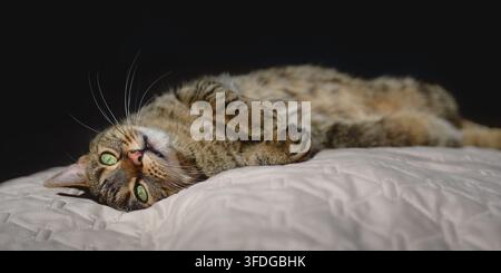 Relaxed tabby domestic cat with green eyes resting on light bedding in natural sunlight, with dark copy space for pet lifestyle use. Stock Photo