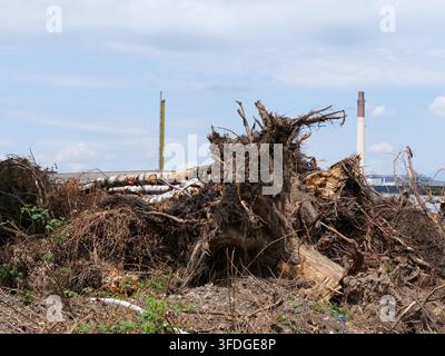 Large pile of uprooted tree stumps, roots, and cut birch logs lying on dry ground during land clearing for industrial redevelopment. In the background Stock Photo