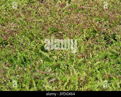 Top-down full-frame pattern shot of a dense groundcover shrub featuring small vibrant green leaves interspersed with dry brown twigs and branches, cre Stock Photo