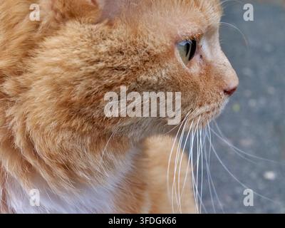 Detailed macro side profile shot focusing on the head, fur texture, and long white whiskers of a cute ginger orange cat resting outdoors, highlighting Stock Photo