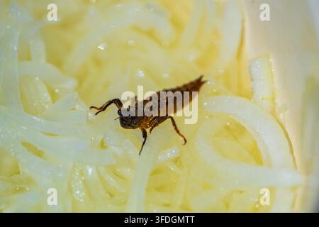 Close-up macro photograph of a small insect on freshly cut onion pieces, illustrating food contamination, kitchen hygiene and the presence of insects Stock Photo
