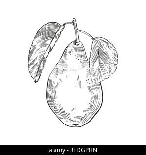 A pear tree on a branch with leaves, hand-drawn in ink. Vector illustration of garden fruits for farmer's market design, jam labels, juice packaging Stock Vector