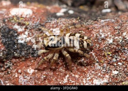 ZEBRA JUMPING SPIDER on a wall, UK. Stock Photo
