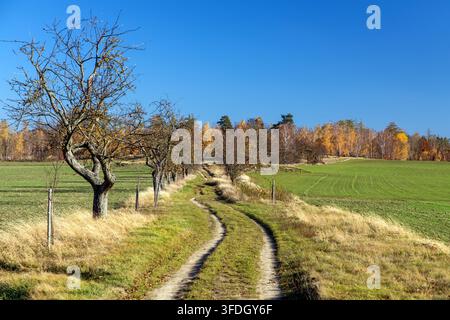 autumn landscape with a dirt road through fields with alley of cherry trees, meadow, and birch forest with blue sky Stock Photo