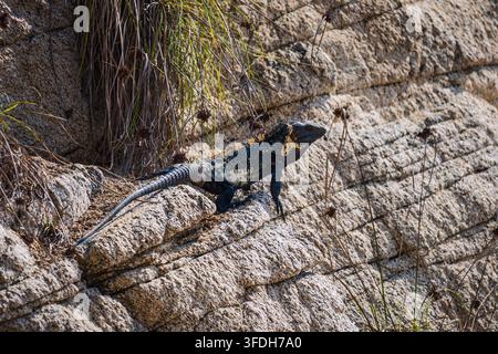 View of a black spiny-tailed iguana resting on a textured rocky surface at El Faro de Bucerias, Michoacan, Mexico. Stock Photo