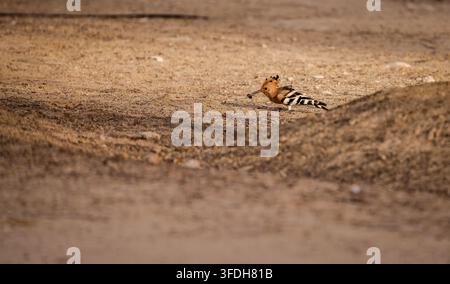 Eurasian Hoopoe (Upupa epops) Catching an Insect While Foraging on the Ground Stock Photo