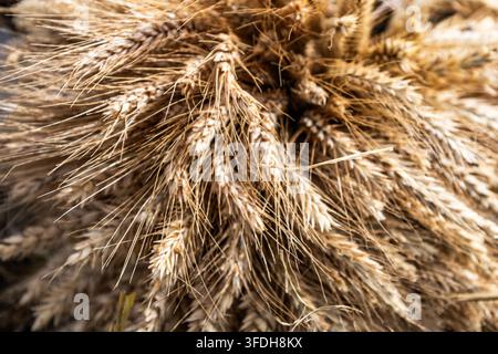 Macro view of golden ripe wheat ears bound together tightly in direct sunlight, ideal for agriculture, bakery, and fall harvest themes. Stock Photo