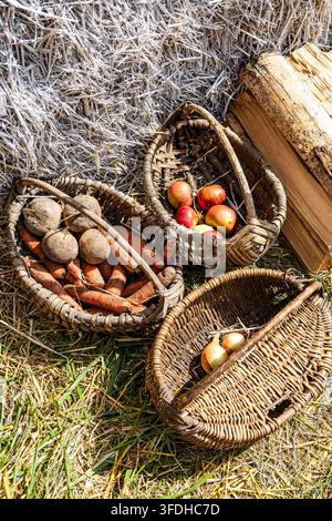 Freshly harvested carrots, beets, onions, and red apples arranged in woven wooden baskets near straw bales outdoors. Stock Photo