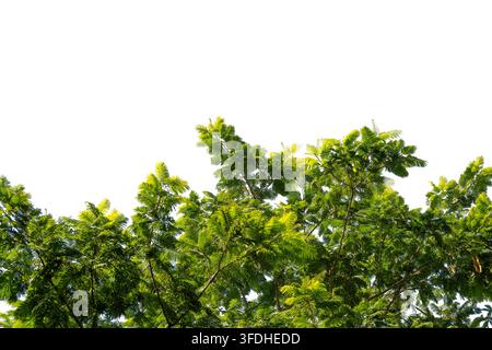 Green tree top with leaves isolated on white background nature botanical concept. Tropical tree canopy branch isolated on white background for design Stock Photo