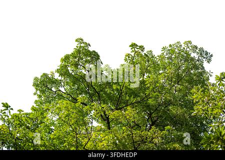 Green tree top with leaves isolated on white background nature botanical concept. Tropical tree canopy branch isolated on white background for design Stock Photo