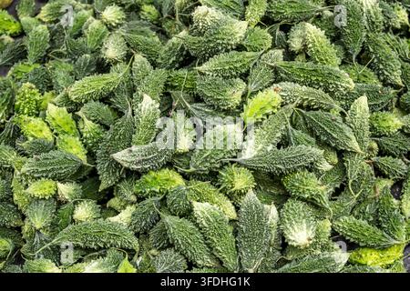 A large pile of bumpy, green bitter gourds, also known as bitter melon, displayed at a market for sale Stock Photo