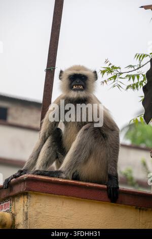 A wild gray langur monkey with its mouth open showing teeth sits on a ledge of a house in an urban environment Stock Photo