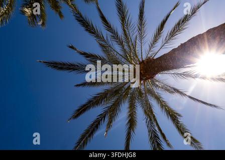 Low-angle view of a tall palm tree with spreading fronds silhouetted against a deep blue sky, with bright sunlight creating a warm Mediterranean atmos Stock Photo