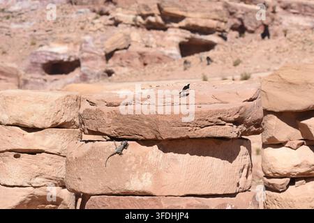 Two lizards relax on a sun-drenched stone wall in a dry desert environment surrounded by rocky formations and ancient ruins. The scene captures nature Stock Photo