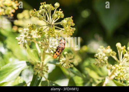 Hornet Mimic Hoverfly (Volucella zonaria) feeding on Ivy flowers at Rye Meads, Herts Stock Photo