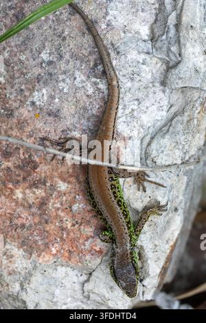 Top down view of a wild sand lizard with green and brown scales basking on a rough stone texture outdoors. A small twig and a blade of grass are visib Stock Photo