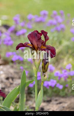 Close up of a beautiful bold maroon-red Iris with buds against a blurred garden background, UK garden, England Stock Photo