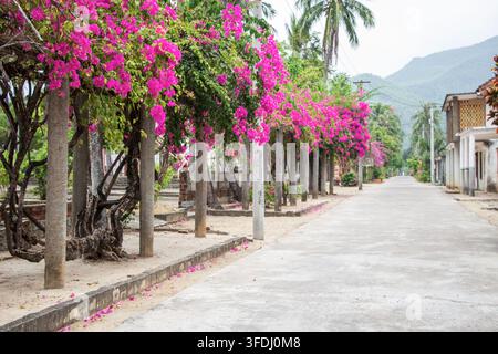 Bright pink bougainvillea forms a floral canopy over a residential sidewalk with utility poles, houses, palm trees, and a mountain in the background. Stock Photo