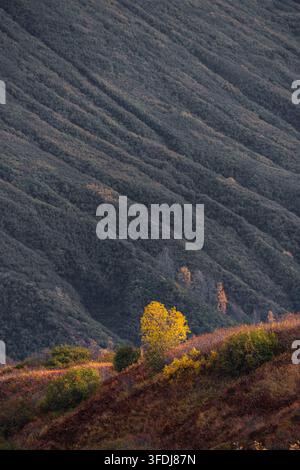 View of Hatcher Pass featuring a vibrant yellow tree standing out against the dark, textured mountain slopes covered in autumn foliage in Willow, Alas Stock Photo