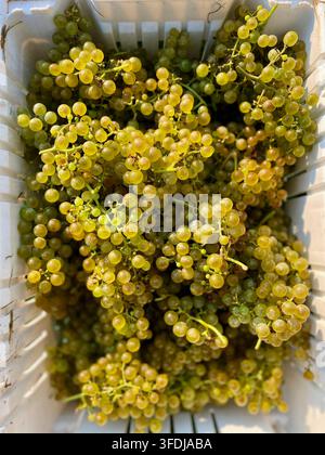In the golden autumn season, clusters of ginkgo fruits hang delicately ...