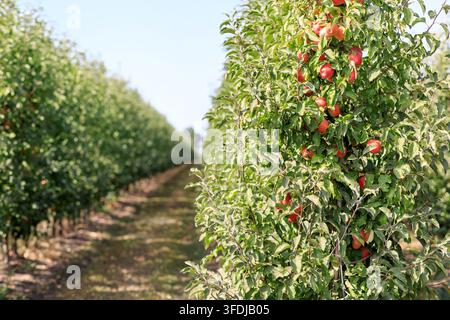 Picture of ripe apples in garden ready for harvest, morning shot. Industry Stock Photo