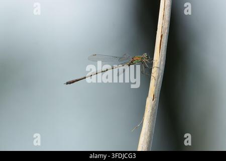 Western willow emerald damselfly Chalcolestes viridis perched on a dry reed macro closeup Stock Photo
