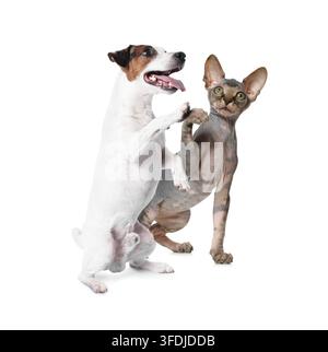 Cute Sphynx cat and Jack Russell terrier playing on white background. Friendship between animals Stock Photo