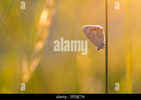 Small butterfly resting on a thin grass stem in warm golden evening light Stock Photo