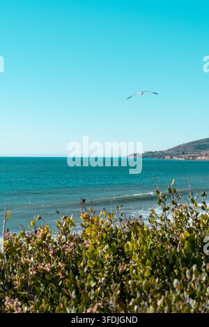 A serene seascape with a seagull soaring over El Capitán's shores, bathed in golden light. Stock Photo