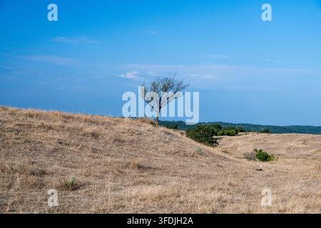 A single lonely tree stands on a dry, grassy hill under a bright blue sky with a vast arid landscape in the background. Stock Photo