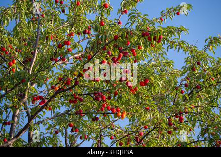 A lush, sunlit fruit tree branches out against a clear blue sky, heavily laden with ripe red plums ready for harvest. Stock Photo