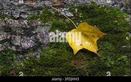 Yellow maple leaf in green moss on decaying wood in a forest Stock Photo