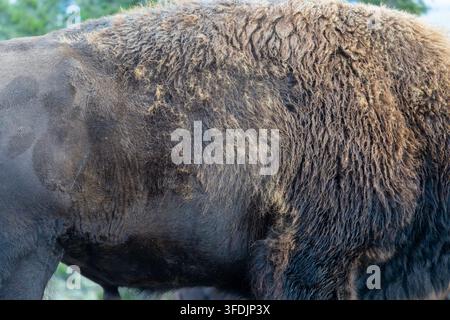 Close-up macro texture photograph showing the dense woolly fur and shedding coat patterns on an American bison in Yellowstone. Stock Photo