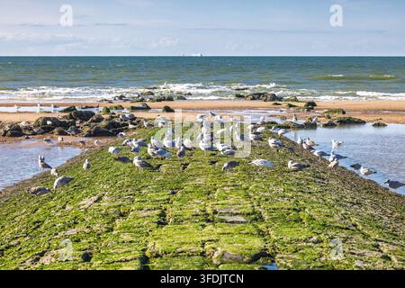 Coastal scene with a large flock of seagulls resting on a moss-covered stone tidal barrier next to the ocean waves. Ostend, a coastal city in Belgium Stock Photo