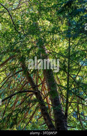 Autumn golden light shines through tree branches Stock Photo