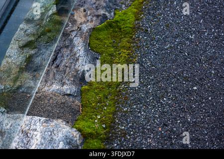 Detailed top-down view of bright green moss growing on weathered stone edge with adjacent dark gravel and pebbles. Norway. Stock Photo