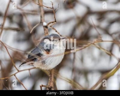 Eurasian nuthatch or wood nuthatch, lat. Sitta europaea, sitting on a tree branch with a blurred background. Gray and Orange colored small bird with a Stock Photo