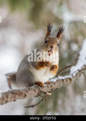 Portrait of a squirrel on a tree trunk. A curious red squirrel peeks out from behind a tree trunk Stock Photo
