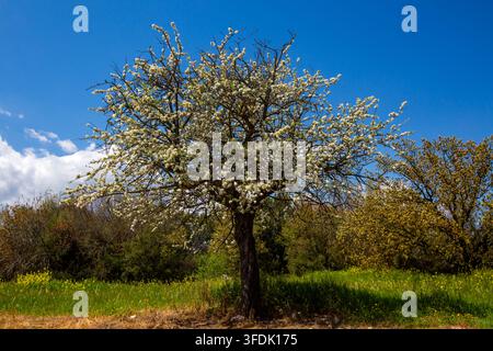 Large Blooming Pear Tree (Pyrus) in a Green Meadow Under Blue Sky Stock Photo