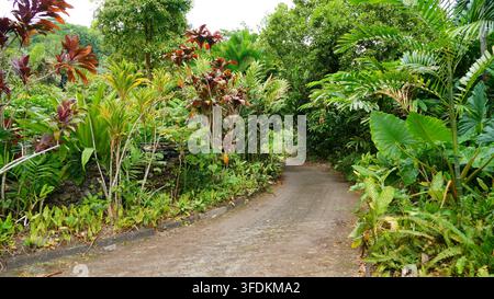 Scenic Winding Stone Pathway Leading Through Dense Tropical Jungle Foliage Stock Photo