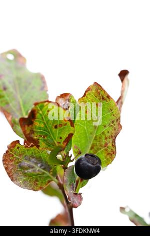 A ripe wild thinleaf huckleberry on a branch with autumn-colored leaves against a bright sky in the Wild Sky Wilderness, Washington state. Stock Photo