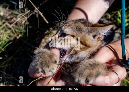 Curious kitten mouths a finger while held by gentle hands among dry grass and sunlit stones The lively tabby explores through playful nibbles and whis Stock Photo