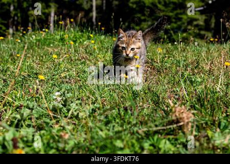 Focused kitten prowls through summer grass. With tail raised and eyes bright it heads straight ahead on a tiny adventure. A candid nature moment showi Stock Photo