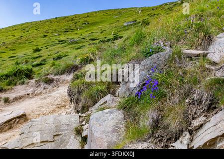 A rugged path winds through stones and tiny bells on a steep meadow. Scratches of dirt and rock speak of effort while the open sky and distant slopes Stock Photo